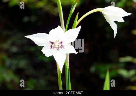 Weiße Abessinier Gladiolus callianthus 'murielae' Gladiolen blühen im August-Garten in Carmarthenshire Wales Großbritannien KATHY DEWITT Stockfoto