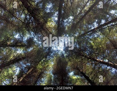 Blick nach oben in den Baumkronen von Tannenbäumen. Blauer Himmel ist durch die Baumspitzen sichtbar. Isle of Arran, Schottland Stockfoto