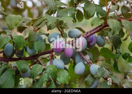 Blaue Pflaumen auf einem Zweig im Garten. Anbau von Bio-Früchten. Stockfoto