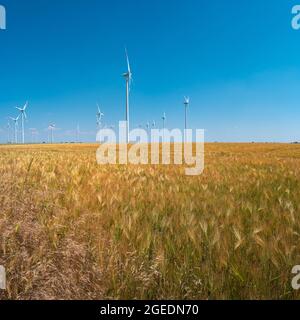 Schöne Farmlandschaft mit gelbem Weizenfeld und Windkraftanlagen zur Erzeugung grüner Energie in Deutschland, in Herbstfarben bei sonnigem Tag und blauem Himmel Stockfoto