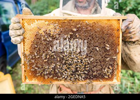 Imker hält eine Wabe voller Bienen - arbeiten sammeln Honig. Bienenzuchtkonzept. Stockfoto