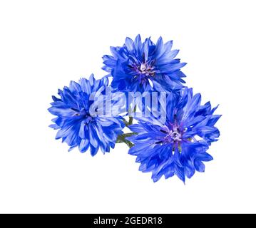 Nahaufnahme der blauen Kornblume Blume isoliert auf weißem Hintergrund. Blaue Kornblume Kraut oder Junggesellenblüte. Makrobild von Maisblüten. Stockfoto