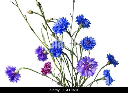 Nahaufnahme der blauen Kornblume Blume isoliert auf weißem Hintergrund. Blaue Kornblume Kraut oder Junggesellenblüte. Makrobild von Maisblüten. Stockfoto