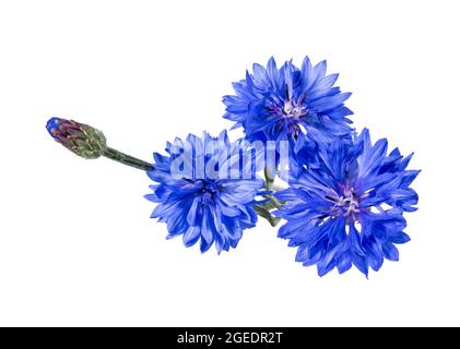 Nahaufnahme der blauen Kornblume Blume isoliert auf weißem Hintergrund. Blaue Kornblume Kraut oder Junggesellenblüte. Makrobild von Maisblüten. Stockfoto