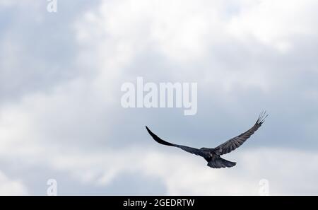 Krähe fliegt über den Himmel Stockfoto