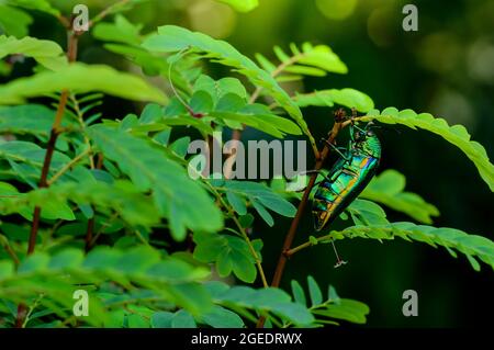 Ein metallischer Holzkäfer, Jewel Beetle, Buprestid (Sternocera aequisignata) in der Natur Stockfoto