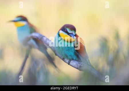 Paar schöne farbige Vögel Stockfoto