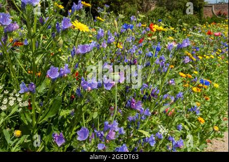 Nahaufnahme von gemischten Wildblumen in einer Gartengrenze im Sommer England Vereinigtes Königreich GB Großbritannien Stockfoto