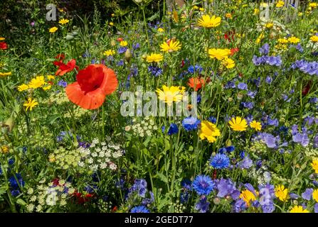 Nahaufnahme von roten Mohnblumen, gelben Mais-Ringelblumen und blauen Kornblumen Wildblumen in einer Gartengrenze im Sommer England Großbritannien Stockfoto