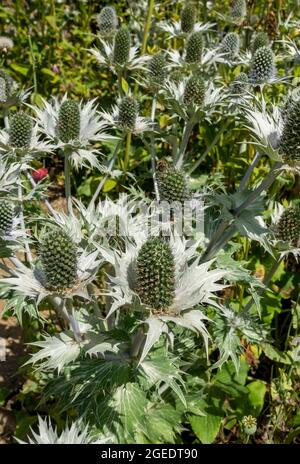 Nahaufnahme von Seetöllchen-Eryngium-Blumen an einer Gartengrenze im Sommer England Vereinigtes Königreich GB Großbritannien Stockfoto