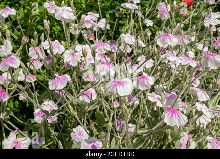 Nahaufnahme von lychnis coronaria 'Angel's Blush' rosa-weißen Blüten an einer Gartengrenze im Sommer England Großbritannien GB Großbritannien Großbritannien Stockfoto