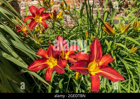 Nahaufnahme von roten und gelben Tageslilien Seerosen (Hemerocallis) Blumen, die in einem Garten wachsen England Vereinigtes Königreich GB Großbritannien Stockfoto