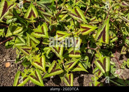 Nahaufnahme von Persicaria runcinata 'Purple Fantasy' Blumenblumen, die in einem Garten wachsen England Vereinigtes Königreich GB Großbritannien Stockfoto