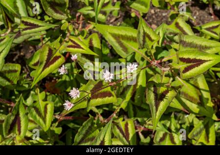 Nahaufnahme von Persicaria runcinata 'Purple Fantasy' Blumenblumen, die in einem Garten wachsen England Vereinigtes Königreich GB Großbritannien Stockfoto