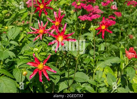 Nahaufnahme von Dahlia Dahlia Pflanzen, die Blumen wachsen, die im Sommer an einer Gartengrenze blühen England Vereinigtes Königreich GB Großbritannien Stockfoto