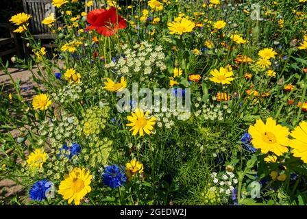 Gelbe Mais Ringelblumen und blaue Kornblumen Wildblumen Wildblumen in einem Bienenfreundlichen Garten Grenze im Sommer England Großbritannien GB Stockfoto