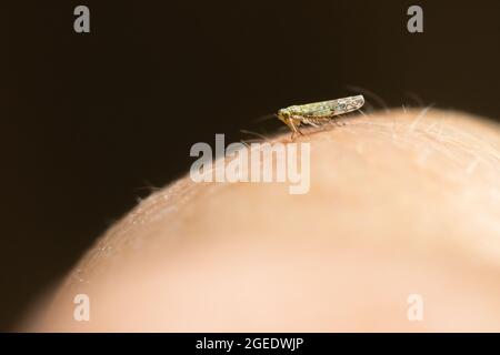 Winziger Eupteryx-Blatttrichter auf dem Handrücken einer Person für eine maßstabsgekehrte (ca. 3 mm) britische Tierwelt Stockfoto