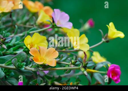 Blüte Portulaca oleracea Blumen, Nahaufnahme. In Pastellfarben. Heilpflanze. Jährlich mit heilender Wirkung. Unscharfer natürlicher grüner Hintergrund. Stockfoto