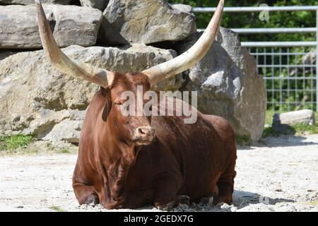 Fotos aus dem Zoo Stockfoto