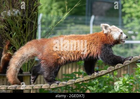 Fotos aus dem Zoo Stockfoto