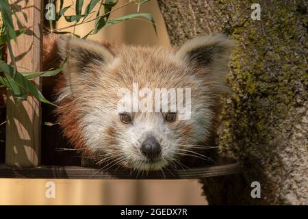 Fotos aus dem Zoo Stockfoto