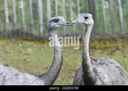 Fotos aus dem Zoo Stockfoto