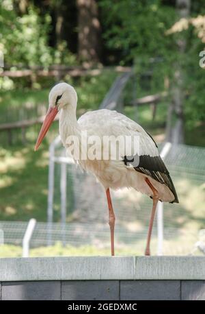 Fotos aus dem Zoo Stockfoto