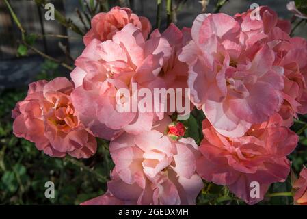 Rose Felicia, eine Strauchrose, die für ihre lange Blütezeit bekannt ist, England, Großbritannien Stockfoto