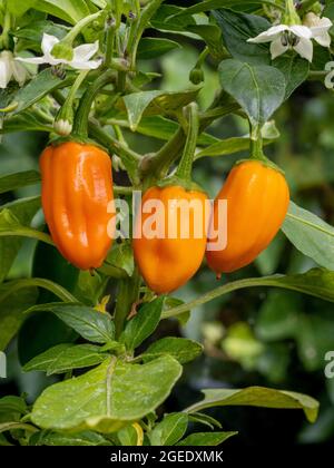 Die Orangenfrüchte von Capsicum Orange Spice. Eine scharfe Chilischote mit grünen Früchten, die sich nach ihrer Reife zu Orange entwickeln. Stockfoto