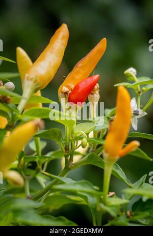 Capsicum Korb mit Feuer. Mehrfarbige, heiße Chilischoten, die zunächst violett und dann gelb, dann orange und schließlich rot werden. Stockfoto