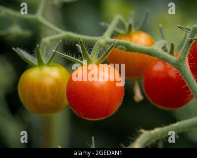 Tomatensorte „Supersüß“, die in einem Gewächshaus auf der Weinrebe reift. Stockfoto