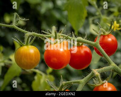 Tomatensorte „Supersüß“, die in einem Gewächshaus auf der Weinrebe reift. Stockfoto