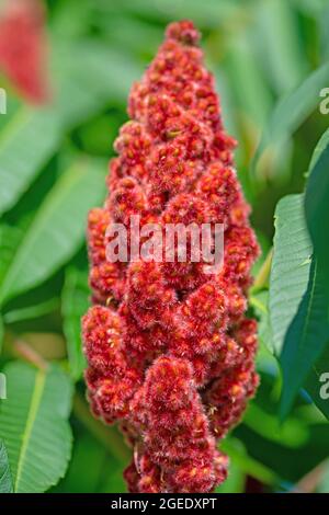 Blüte aus dem Essigbaum, Rhus typhina L. Stockfoto