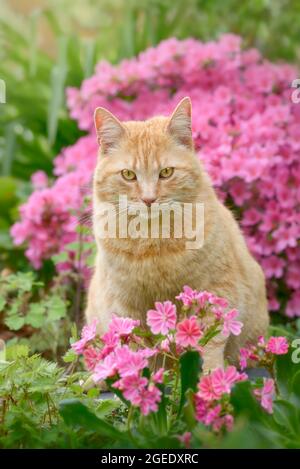 Die entzückende, rotbraune Katze sitzt inmitten der wunderschönen rosa Frühlingsblumen Lewisia und Azalea in einem Garten Stockfoto