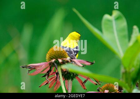 Goldfinch (Spinus tristis) füttert in einem Garten Stockfoto