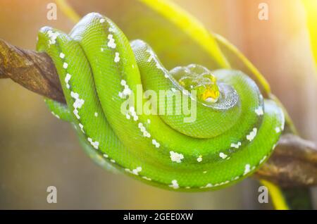 Grüne Python auf den Ästen von Bäumen im Dschungel Stockfoto