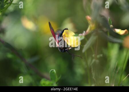 Naturwissenschaft - fünf-Punkte-Burnett / Zygaena trifolii Nahrungssuche auf Vogelfuss Trefoil / Lotus corniculatus Pflanze Stockfoto