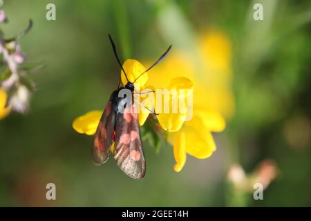 Naturwissenschaft - fünf-Punkte-Burnett / Zygaena trifolii Nahrungssuche auf Vogelfuss Trefoil / Lotus corniculatus Pflanze Stockfoto