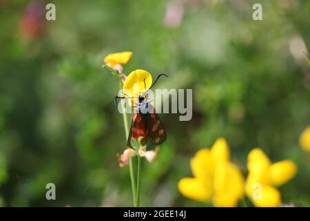 Naturwissenschaft - fünf-Punkte-Burnett / Zygaena trifolii Nahrungssuche auf Vogelfuss Trefoil / Lotus corniculatus Pflanze Stockfoto