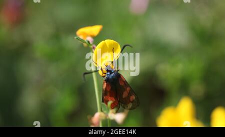 Naturwissenschaft - fünf-Punkte-Burnett / Zygaena trifolii Nahrungssuche auf Vogelfuss Trefoil / Lotus corniculatus Pflanze Stockfoto