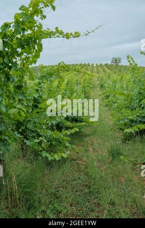 Reihen von Weinbergen mit Trauben bis zum Horizont über den blauen Himmel. Winzerei. Landwirtschaft Stockfoto