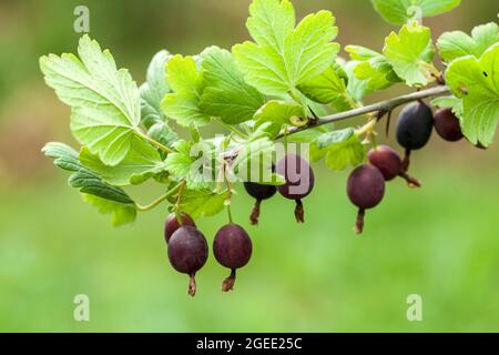 Stachelbeerzweige mit schwarzen Beeren, Nahaufnahme mit selektivem Fokus Stockfoto