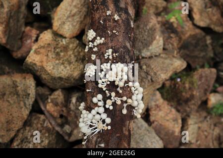 Ansicht von oben auf Haufen winziger weißer Pilze, die sich auf der Oberfläche eines großen toten Baumstamms ausbreiten Stockfoto