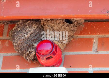 Gemeinsames Haus martin Nest in der Nähe Alarmanlage- Delichon urbicum. Stockfoto