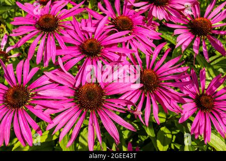 Nahaufnahme von Echinacea purpurea auch purpurrote Blütenköpfe bilden einen farbenfrohen Hintergrund. Stockfoto