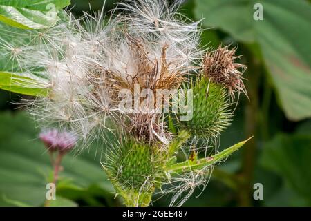 Samen und Saatkopf / Samenkopf der Speerdistel / Stierdistel / gemeine Distel (Cirsium vulgare / Cirsium lanceolatum) im Sommer Stockfoto