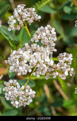 Gemeine Schafgarbe (Achillea millefolium) blüht im Sommer Stockfoto