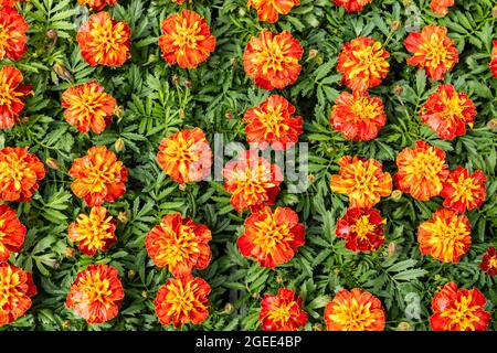 Farbenfroher Hintergrund von orange blühenden Ringelblumen-Pflanzen. Stockfoto
