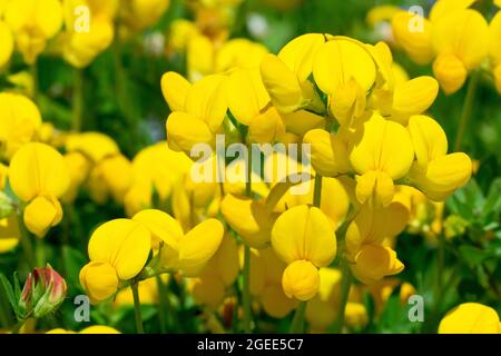 Birdsfoot Trefoil (Lotus corniculatus), Nahaufnahme eines Clusters der niedrig wachsenden gelben Blume. Stockfoto