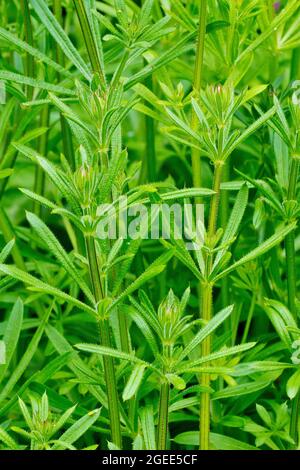 Spaltkerne (galium aparine), auch bekannt als Stachelrass oder Sticky Willie, zeigen eine Masse der haarblättrigen Pflanze, die im Frühjahr wächst. Stockfoto